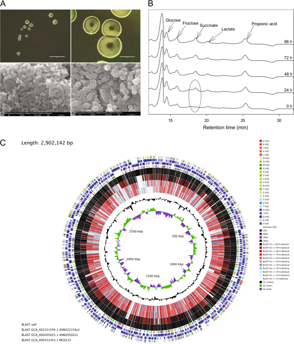 Defining The Role Of Parasutterella, A Previously Uncharacterized ...