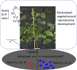 Addition Omission Of Zinc Copper And Boron Nano And Bulk Oxide Particles Demonstrate Element And Size Specific Response Of Soybean To Micronutrients Exposure Science Of The Total Environment X Mol