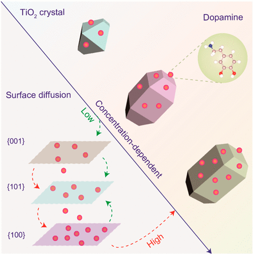 TiO2 Facets Shaped By Concentration-Dependent Surface Diffusion Of ...