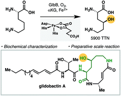 Identification Of A Lysine 4-hydroxylase From The Glidobactin ...