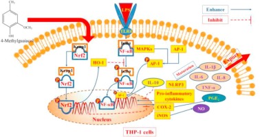 Amelioration Of 4 Methylguaiacol On Lps Induced Inflammation In Thp 1 Cells Through Nf Kb Ikba Ap 1 And Nrf2 Ho 1 Signaling Pathway Journal Of Functional Foods X Mol