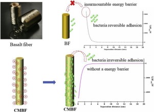 Interpretation Of Adhesion Behaviors Between Bacteria And Modified ...