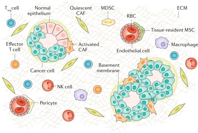 胃肠癌中的癌症相关成纤维细胞,Nature Reviews Gastroenterology & Hepatology - X-MOL