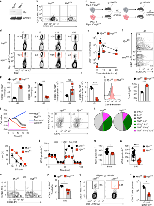 转录因子 C-Myb 调节 CD8+ T 细胞干性和抗肿瘤免疫。,Nature Immunology - X-MOL