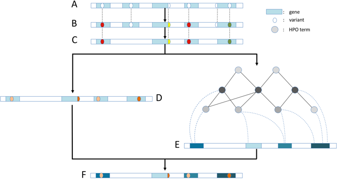 Rapid And Accurate Interpretation Of Clinical Exomes Using Phenoxome: A ...