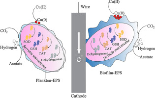 Reduction Of Cu Ii And Simultaneous Production Of Acetate From Inorganic Carbon By Serratia Marcescens Biofilms And Plankton Cells In Microbial Electrosynthesis Systems Science Of The Total Environment X Mol