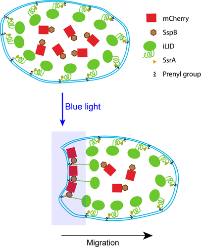 Physical Plasma Membrane Perturbation Using Subcellular Optogenetics Drives Integrin Activated Cell Migration Acs Synthetic Biology X Mol