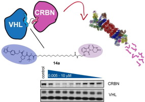 Cereblon Versus Vhl Hijacking Ligases Against Each Other Using Protacs Bioorganic Medicinal Chemistry X Mol