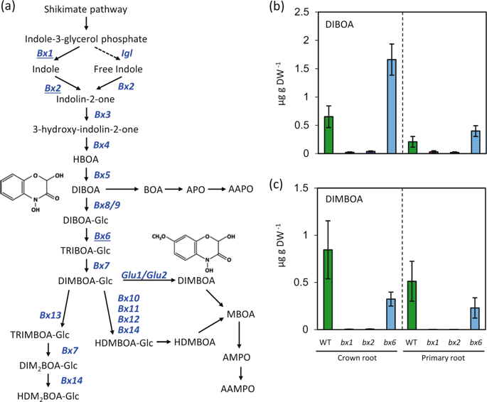 metabolic-regulation-of-the-maize-rhizobiome-by-benzoxazinoids-the-isme-journal-x-mol