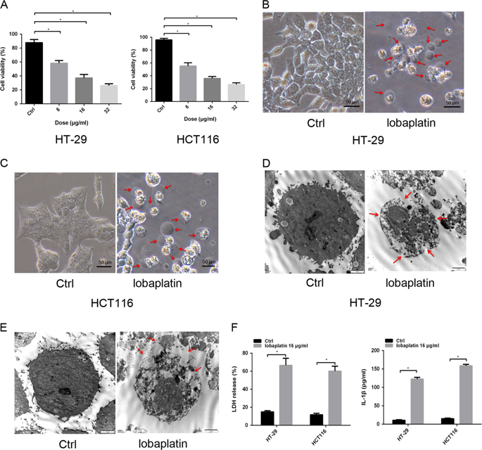 Cleavage of GSDME by caspase-3 determines lobaplatin-induced pyroptosis ...