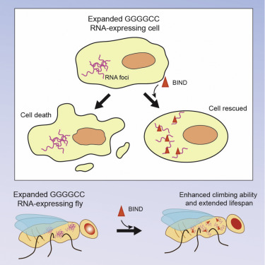 A Peptidylic Inhibitor For Neutralizing R Ggggcc Exp Associated Neurodegeneration In C9als Ftd Molecular Therapy Nucleic Acids X Mol