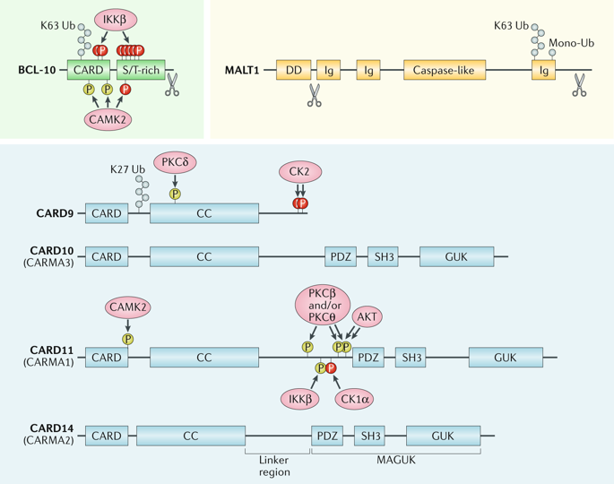 CARD-BCL-10-MALT1 Signalling In Protective And Pathological Immunity ...