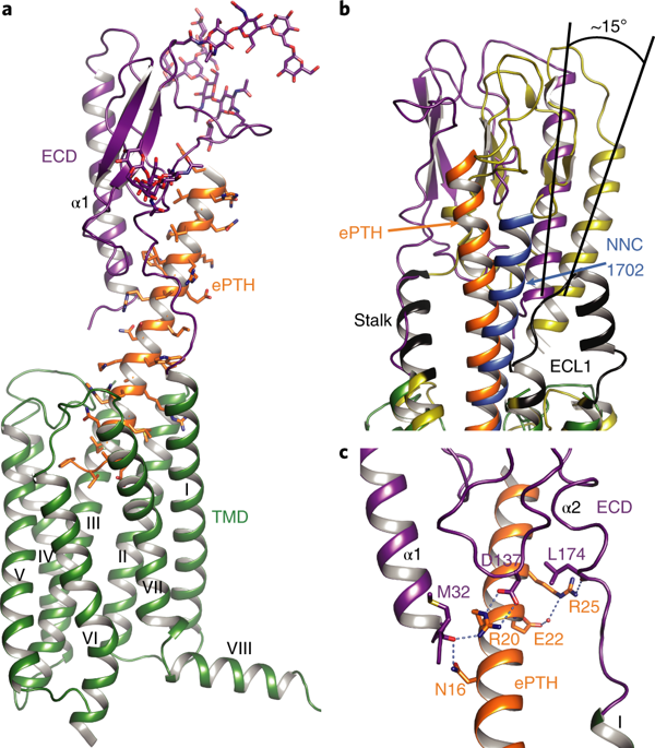 High-resolution Crystal Structure Of Parathyroid Hormone 1 Receptor In ...