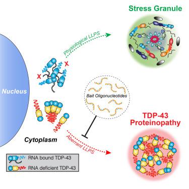 Rna Binding Antagonizes Neurotoxic Phase Transitions Of Tdp 43 Neuron X Mol