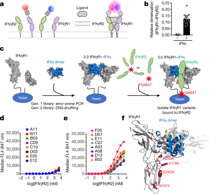 Structure Of The IFNγ Receptor Complex Guides Design Of Biased Agonists ...