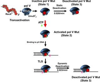 Conformational Regulation Of Escherichia Coli Dna Polymerase V By Reca And Atp Plos Genetics X Mol