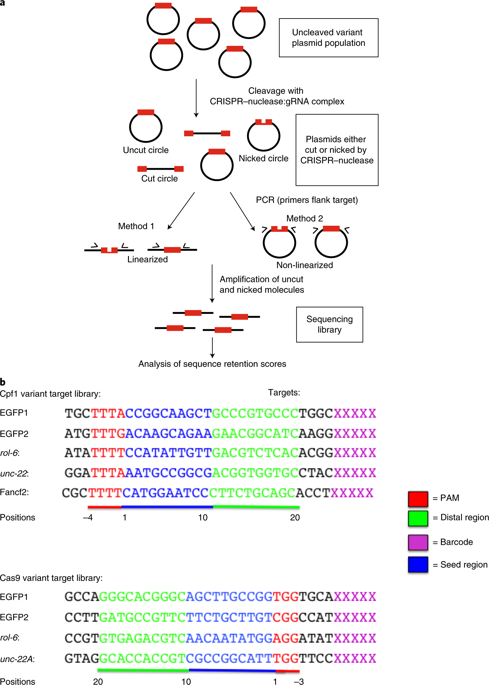Target Dependent Nickase Activities Of The Crispr Cas Nucleases Cpf1 And Cas9 Nature Microbiology X Mol