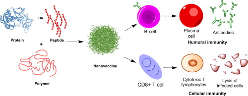 Polymers For Subunit Vaccine Delivery,European Polymer Journal - X-MOL