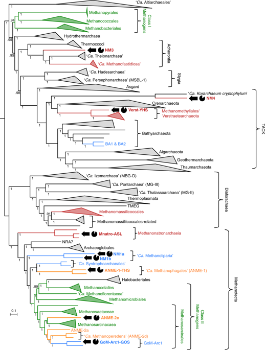 Wide Diversity Of Methane And Short-chain Alkane Metabolisms In ...