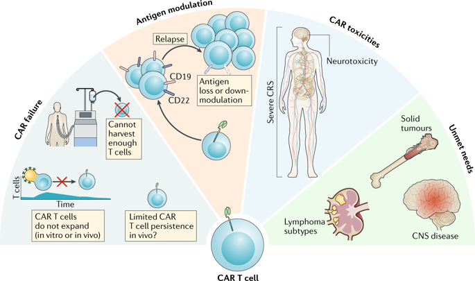 Car T Cell Therapy Process