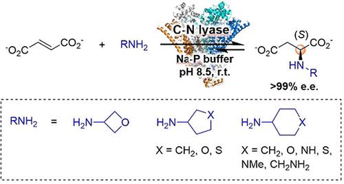 Biocatalytic Enantioselective Hydroaminations For Production Of N Cycloalkyl Substituted L Aspartic Acids Using Two C N Lyases Advanced Synthesis Catalysis X Mol