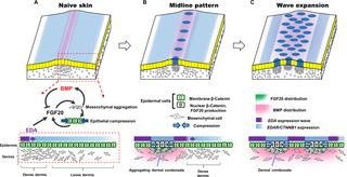 Feather Arrays Are Patterned By Interacting Signalling And Cell Density Waves Plos Biology X Mol