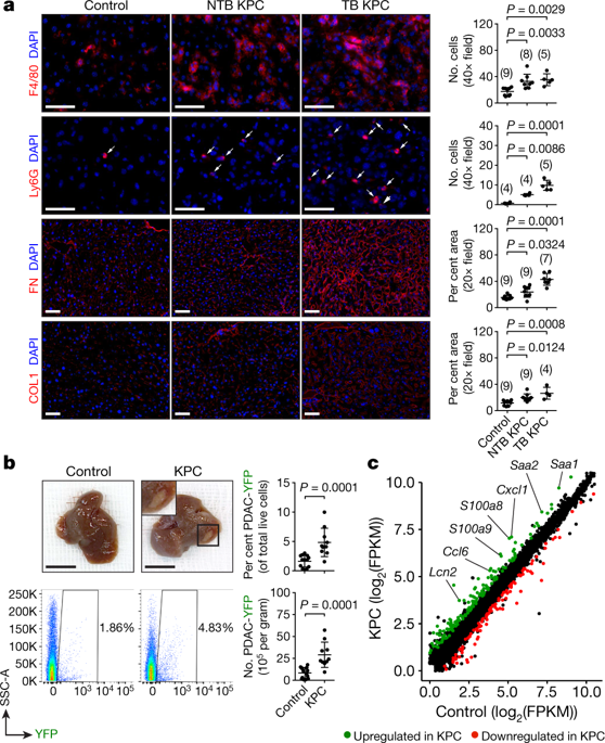Hepatocytes Direct The Formation Of A Pro Metastatic Niche In The Liver Nature X Mol