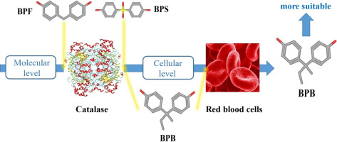 Searching For A Bisphenol A Substitute: Effects Of Bisphenols On ...