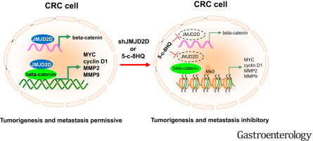 Histone Demethylase Jmjd2d Interacts With B Catenin To Induce Transcription And Activate Colorectal Cancer Cell Proliferation And Tumor Growth In Mice Gastroenterology X Mol