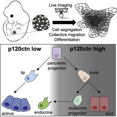 p120ctn介导的器官模式决定了胰腺祖细胞的命运,Developmental Cell - X-MOL