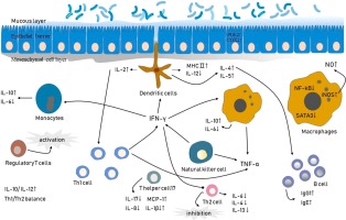 em>发酵乳杆菌</em>及其潜在的免疫调节特性,Journal of Functional