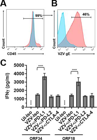 Varicella zoster virus productively infects human peripheral blood