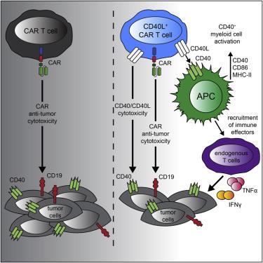 Cd40 Ligand Modified Chimeric Antigen Receptor T Cells Enhance Antitumor Function By Eliciting An Endogenous Antitumor Response Cancer Cell X Mol