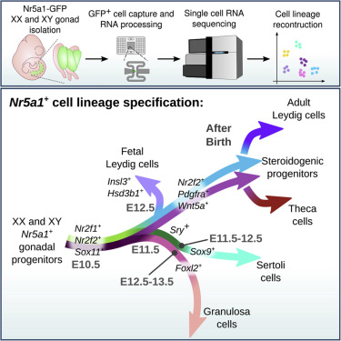 Dissecting Cell Lineage Specification And Sex Fate Determination In ...