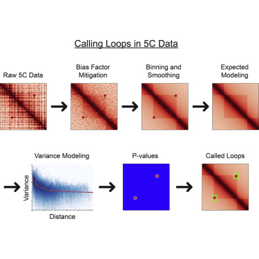 Systematic Evaluation Of Statistical Methods For Identifying Looping Interactions In 5c Data Cell Systems X Mol