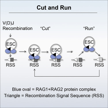 Cut And Run A Distinct Mechanism By Which V D J Recombination Causes Genome Instability Molecular Cell X Mol