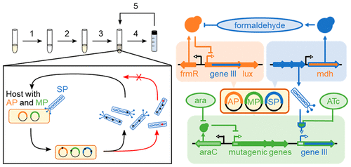 Phage-Assisted Evolution Of Bacillus Methanolicus Methanol ...