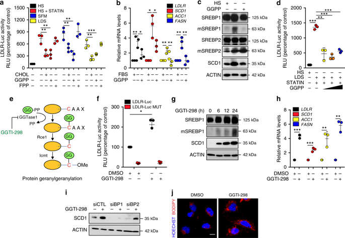 Sterol Regulatory Element Binding Protein 1 Couples Mechanical Cues And ...