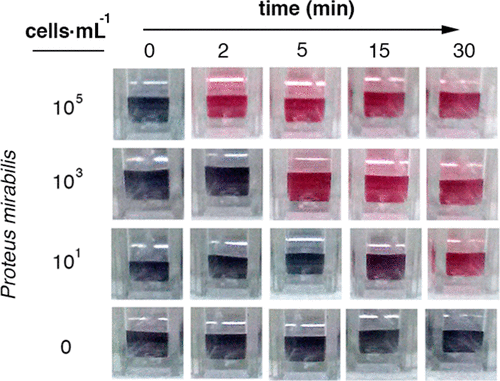 Ultrafast And Ultrasensitive Naked Eye Detection Of Urease Positive Bacteria With Plasmonic