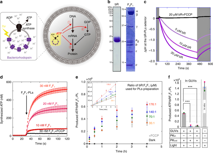 Artificial Photosynthetic Cell Producing Energy For Protein Synthesis ...