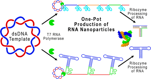 Rna Acs Nano X Mol