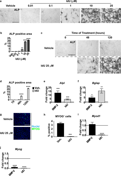 Osteogenic Differentiation Of Skeletal Muscle Progenitor Cells Is Activated By The Dna Damage Response Scientific Reports X Mol