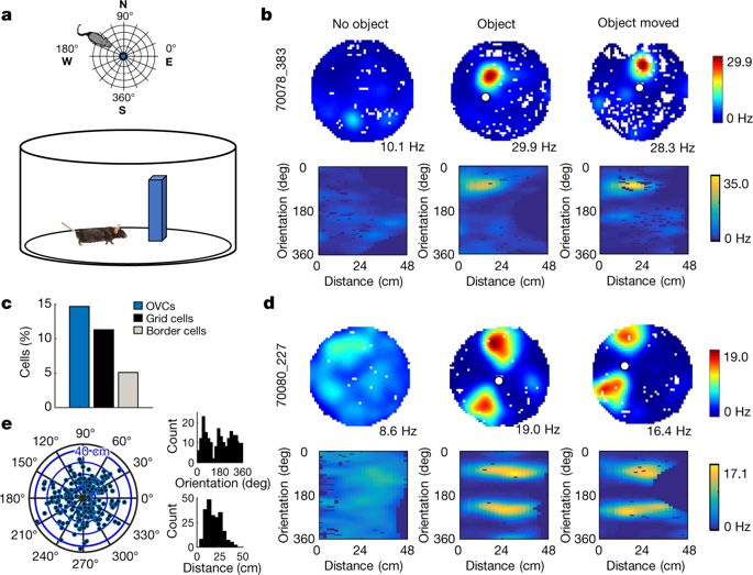 Object Vector Coding In The Medial Entorhinal Cortex Nature X Mol