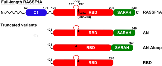 New Type Of Interaction Between The Sarah Domain Of The Tumour Suppressor Rassf1a And Its Mitotic Kinase Aurora A Scientific Reports X Mol