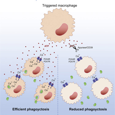 macrophage cell phagocytosis calcium signaling 1016 cal zumerle molon angioni virgilio munari antonella potentiates intercellular