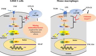 GTS-21 has cell-specific anti-inflammatory effects independent of 