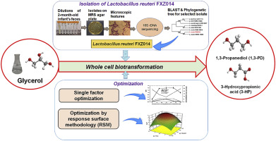 Co Biosynthesis Of 3 Hydroxypropionic Acid And 1 3 Propanediol By A Newly Isolated Lactobacillus Reuteri Strain During Whole Cell Biotransformation Of Glycerol Journal Of Cleaner Production X Mol