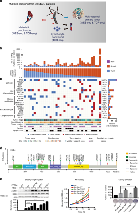 Multi Region Sequencing Unveils Novel Actionable Targets And Spatial