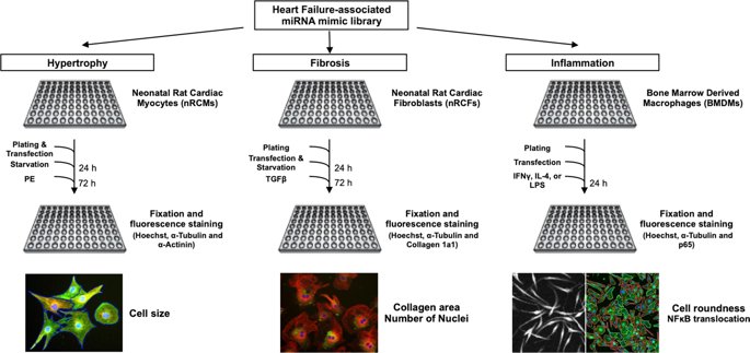 Functional Screening Identifies Micrornas As Multi Cellular Regulators Of Heart Failure Scientific Reports X Mol