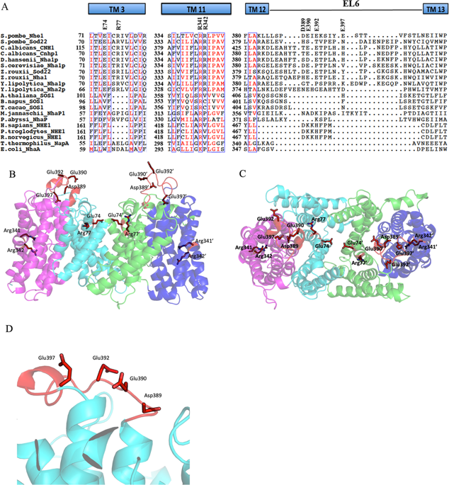 Functional Analysis Of Conserved Transmembrane Charged Residues And A Yeast Specific Extracellular Loop Of The Plasma Membrane Na H Antiporter Of Schizosaccharomyces Pombe Scientific Reports X Mol